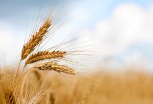 خرید تضمینی گندم در البرز  آغاز شد