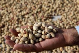 توسعه پایدار کشاورزی و انرژی‌های تجدیدپذیر در زرندیه مورد توجه است