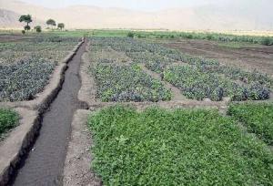 مدیر جهاد کشاورزی ورامین: آبیاری صیفی‌جات با فاضلاب دروغ محض است/ شایعه‌سازان پیگرد قضایی دارد