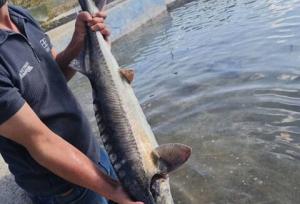 اجرای طرح پرورش ماهیان خاویاری در شهرستان انگوت