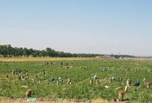 هواشناسی بوشهر به کشاورزان هشدار داد