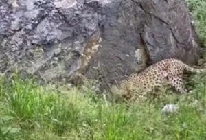 تصاویری دیدنی از حیات وحش منطقه حفاظت شده بولا در ساری