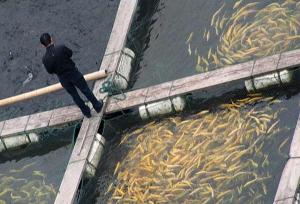 رتبه سوم خوزستان در تولید شیلات در کشور