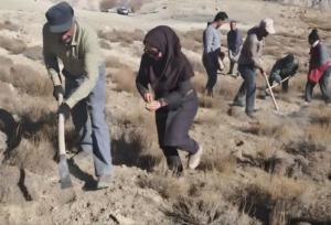 پویش کویر سبز در ۱۰۰۰ هکتار از اراضی استان سمنان