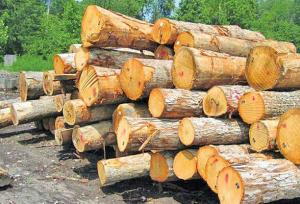 توسعه ۷۰۰ هکتاری زراعت چوب در کرمانشاه