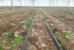 مرادی: ۷۰ درصد اراضی کشاورزی هرمزگان به سیستم آبیاری تحت فشار مجهز شد