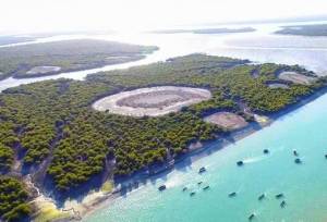 مدیرکل منابع طبیعی هرمزگان: جنگل‌های ساحلی سدی حیاتی در برابر ریزگردها و سیلاب‌ها هستند