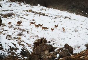 اجرای سرشماری پستانداران شاخص پناهگاه حیات وحش سفیدکوه ازنا