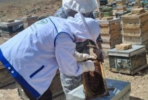 خراسان شمالی فاقد دامپزشک متخصص بیماری‌های زنبور