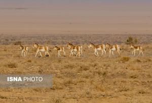 از گور برخاسته؛ نجات گورخر ایرانی در کویر سوزان