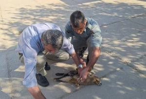 تیمار عقاب مهاجر مصدوم به دست محیط‌بانان ایذه/ تالاب میانگران نخستین ورودی پرندگان مهاجر خارجی