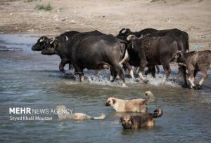 حسنی: بهشهر در آستانه تبدیل شدن به قطب پرورش گاومیش شمال است