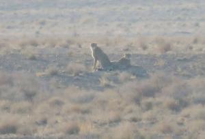 تصویربرداری از ۲ یوزپلنگ آسیایی در پارک ملی توران شاهرود