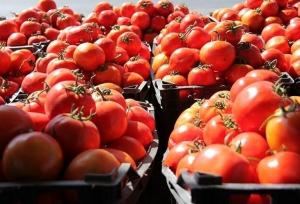 رئیس اتحادیه بارفروشان همدان: قیمت گوجه‌فرنگی به‌زودی به تعادل می‌رسد