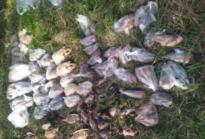 لاشه ۹۴ پرنده مهاجر از منزل مسکونی در فریدونکنار کشف شد