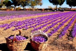 افزایش ۱۰ درصدی سطح زیر کشت زعفران در شهرستان تفت