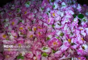 کرم‌زاده:ثبت «رز طایف» عربستان هیچ ارتباطی با «گل محمدی» ایران ندارد