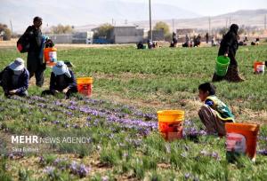طلای سرخ تربت حیدریه؛فصل کوتاه برداشت و سایه کاهش تولید