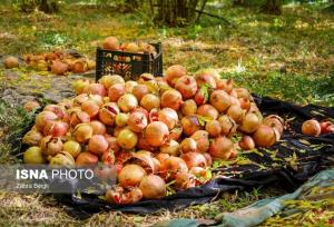 برداشت ۲۰ هزار تن انار در شهرستان نطنز 