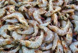 تولید بیش از ۲ هزار و ۵۰۰ تن میگوی پرورشی در خوزستان