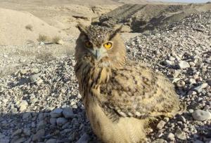 رهاسازی «شاه بوف» در دامغان؛ حضور «جغد» نشانه‌ای از سلامت اکوسیستم است