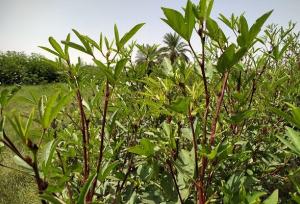 کردی: ۲۸ تُن چای ترش از مزارع شهرستان تفتان برداشت شد