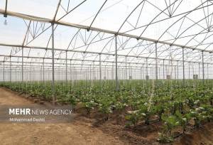 بهره‌برداری از ۶۲ پروژه بخش کشاورزی در استان بوشهر