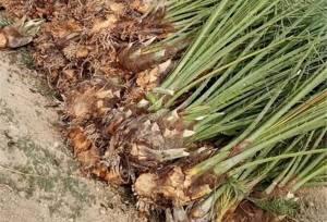 صادرات ۱۰ هزار اصله نهال کشت‌بافتی خرما از مرز مهران به عراق