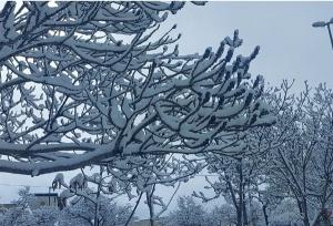 زیبایی برف در پارک جنگلی مشگین‌شهر