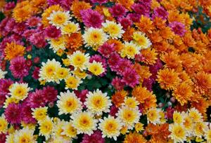 باغ گیاه‌شناسی ایران جز ۱۰ باغ برتر جهان است