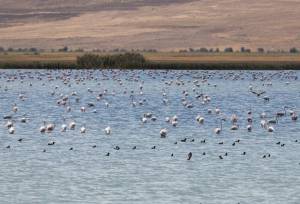 خشک شدن تالاب‌ها تبعات گسترده‌ای دارد؛ از زیستمندان تا معیشت و سلامت مردم