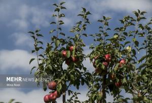 خداوردی: ۲۸ هزار هکتار باغ استان زنجان تک‌محصولی است