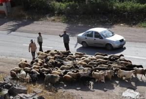 یاسمی: کوچ قشلاقی عشایر در استان ایلام تا پایان آذرماه ادامه دارد