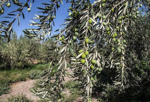 آغاز بیمه باغات زیتون در طارم