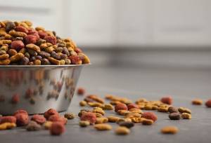 کشف محموله قاچاق غذای حیوانات خانگی در قشم