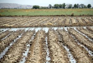 معاون وزیر جهاد کشاورزی: بهره‌وری آب در بخش کشاورزی ارتقا یابد