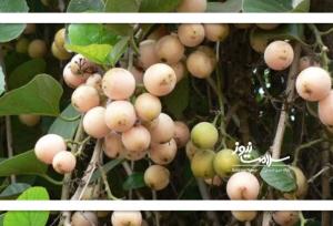 بهبود آنفولانزا با یک خوراکی ساده