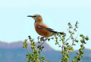 پرنده‌ای که دویدن را بیشتر از پرواز دوست دارد+ ویدئو