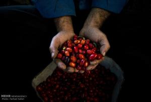 میوه کوچک با قدرت شگفت‌انگیز برای سلامت بدن