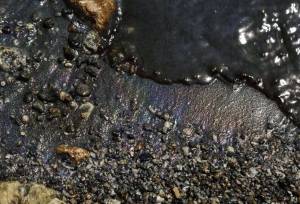 ادامه عملیات رفع آلودگی نشت نفت در حاشیه تالاب بامدژ/ لزوم انتقال اصولی خاک آلوده