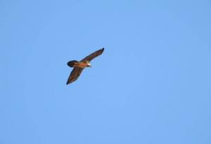 نمودی از زیرکی «هما» با شکستن استخوان از طریق رهاکردن بر روی صخره + ویدئو