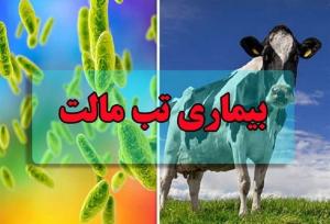 ابتلای ۱۸۰۰۰ نفر به تب مالت/بیماری افزایش چشمگیری نداشته است