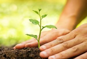 کاشت ۸۰ اصله درخت برای مجازات جایگزین حبس در شهرستان بیله سوار