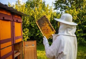 رعایت نکات ایمنی برای حفظ جمعیت زنبور عسل در زمستان