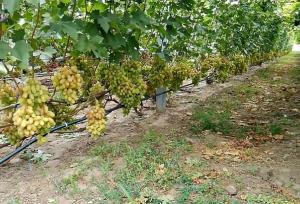 طرح کانال‌کشی برای صرفه‌جویی مصرف آب کشاورزی باغات سریش‌آباد اجرا شد