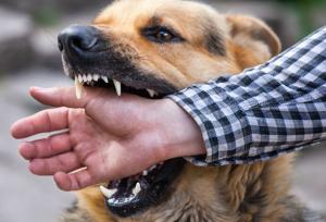 افزایش موارد گازگرفتگی سگ در کرمانشاه