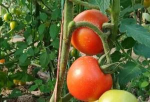 آغاز برداشت محصولات متنوع گلخانه‌ای در دهلران