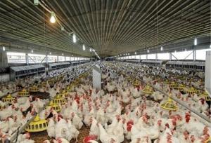 تصویب ۱۳طرح پرورش مرغ گوشتی در سیستان‌ و بلوچستان