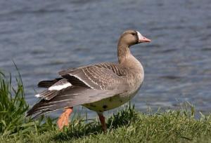 قائمی: نخستین گروه غازهای خاکستری وارد تالاب سولدوز شد