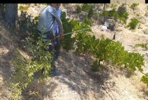 آبیاری ۳۰۰۰ اصله درخت انگور با آب شرب در روستای کریک دنا